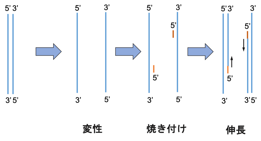 Pcrのしくみとポイント 生物系大学生の生存戦略