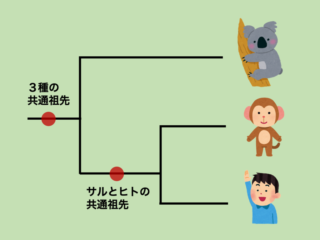 進化って本当に起こっているの 進化が起こっている証拠を紹介 生物系大学生の生存戦略