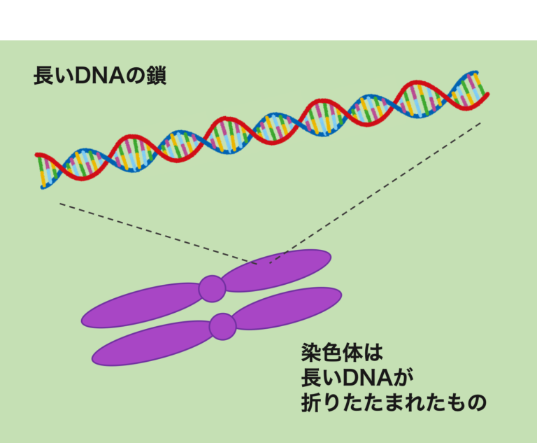 ゲノムとは何？遺伝子やDNA、染色体との違い | 生物系大学生の生存戦略