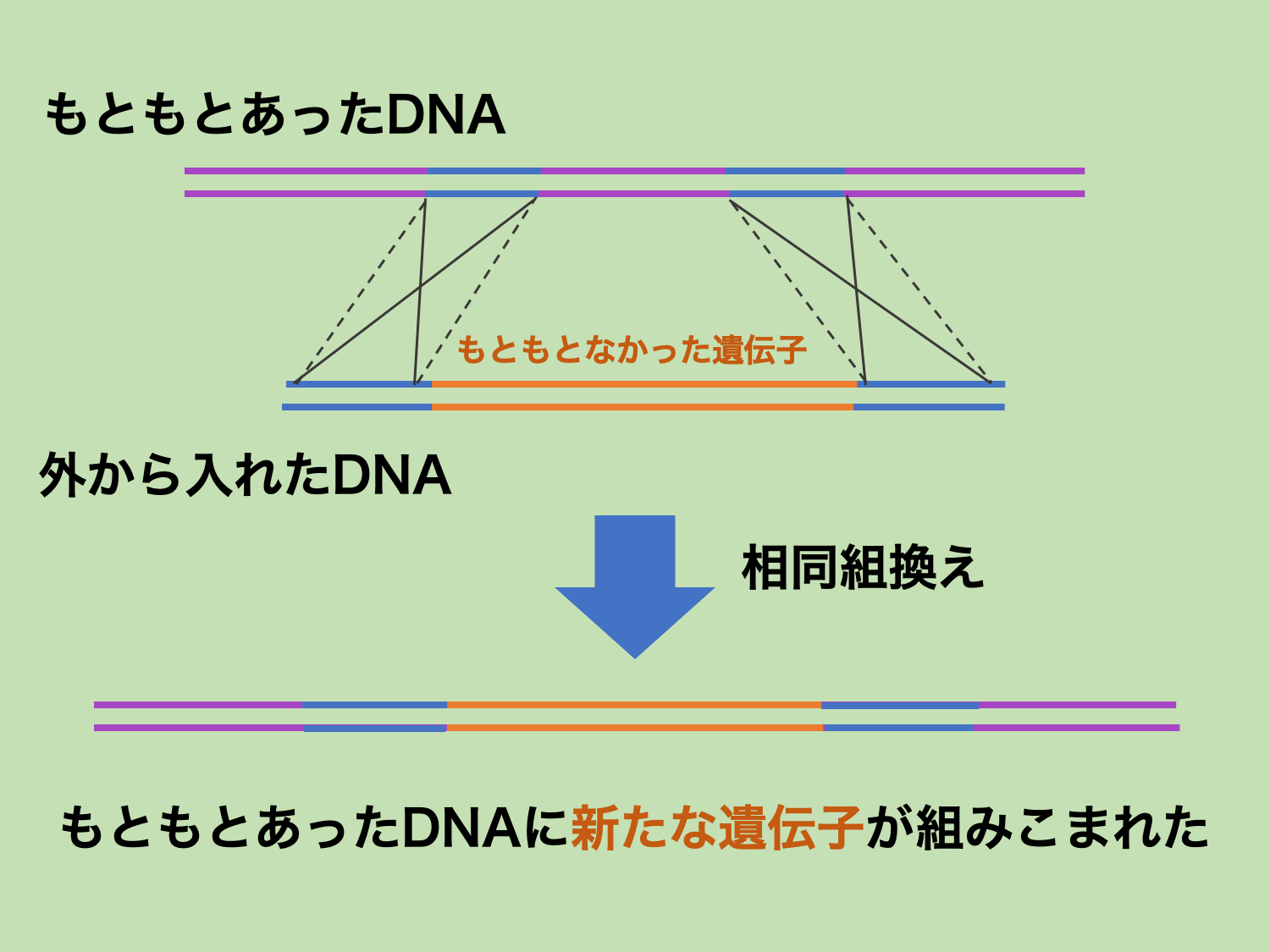 遺伝子組換えとは？わかりやすく解説！ 生物系大学生の生存戦略