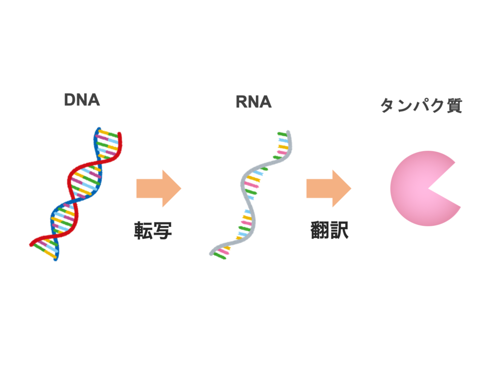 Dna Rna タンパク質 生物に関わる物質の名前とその関係 生物系大学生の生存戦略