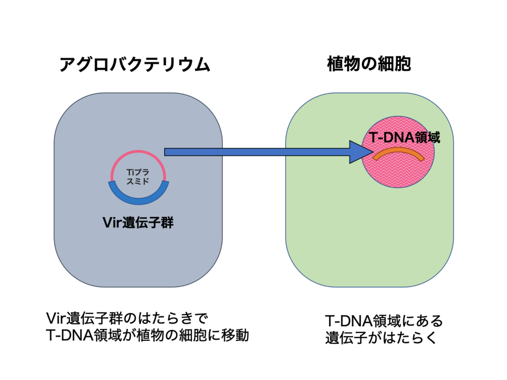 遺伝子組換え アグロバクテリウム法を解説 生物系大学生の生存戦略