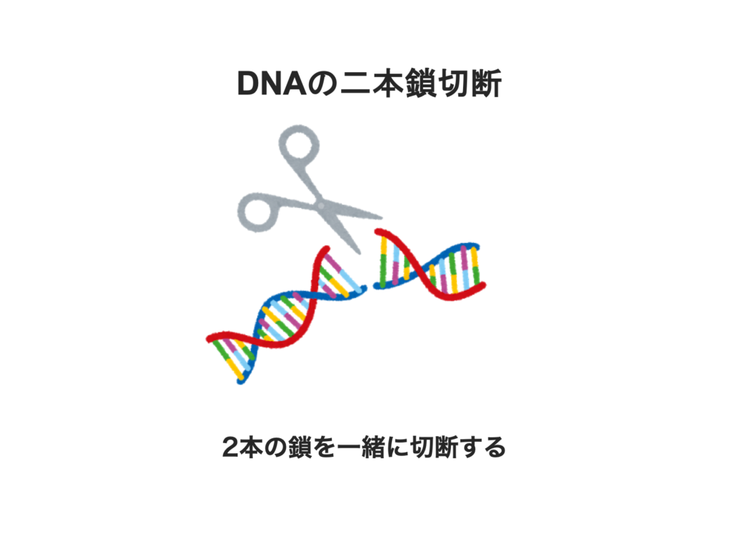 ゲノム編集 非相同末端結合による突然変異 生物系大学生の生存戦略