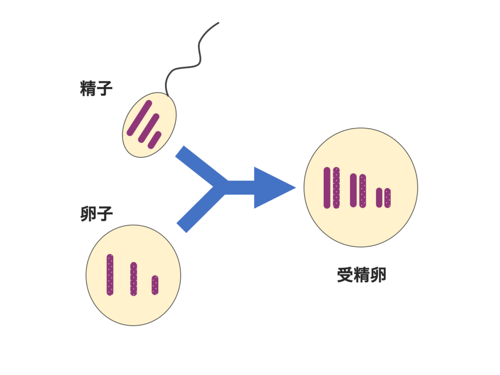 染色体とは 同じ染色体が2本ずつある理由 生物系大学生の生存戦略