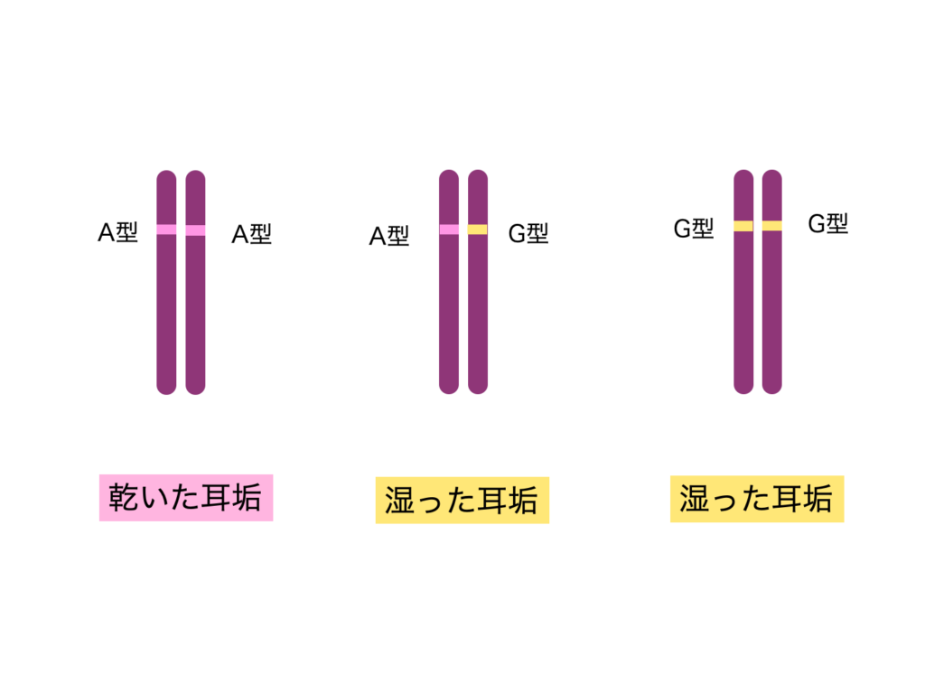 染色体とは 同じ染色体が2本ずつある理由 生物系大学生の生存戦略