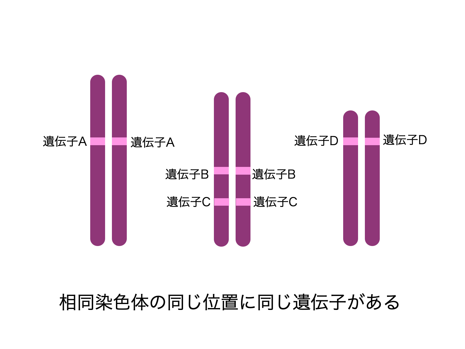 染色体とは?同じ染色体が2本ずつある理由。 生物系大学生の生存戦略 染色体とは?同じ染色体が2本ずつある理由。 生物系大学生の生存戦略