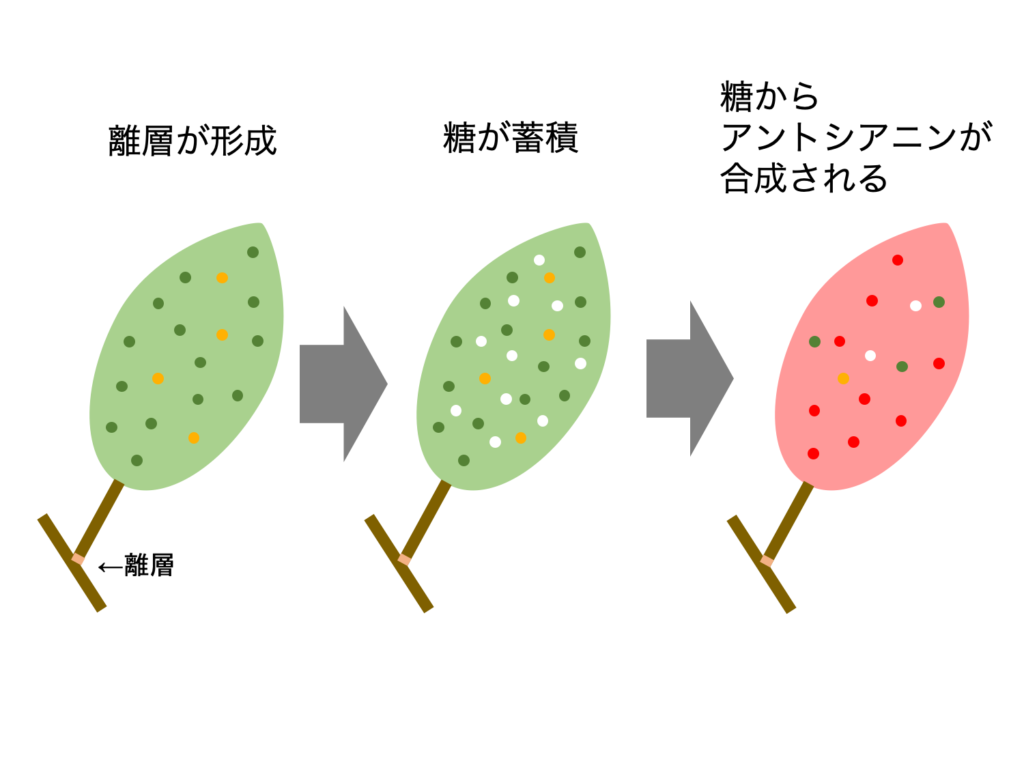 どうして葉っぱは紅葉するの しくみと役割とは 生物系大学生の生存戦略