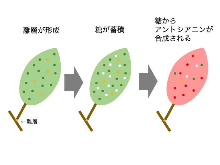 どうして葉っぱは紅葉するの？しくみと役割とは？ 生物系大学生の生存戦略