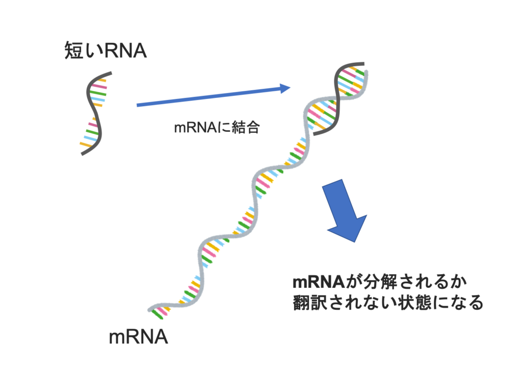 生物系大学生の生存戦略