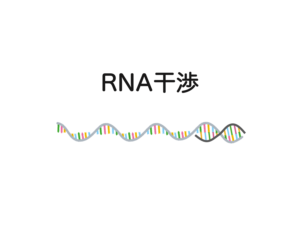 RNAをぶっこわす[RNA干渉、RNAi] 生物系大学生の生存戦略